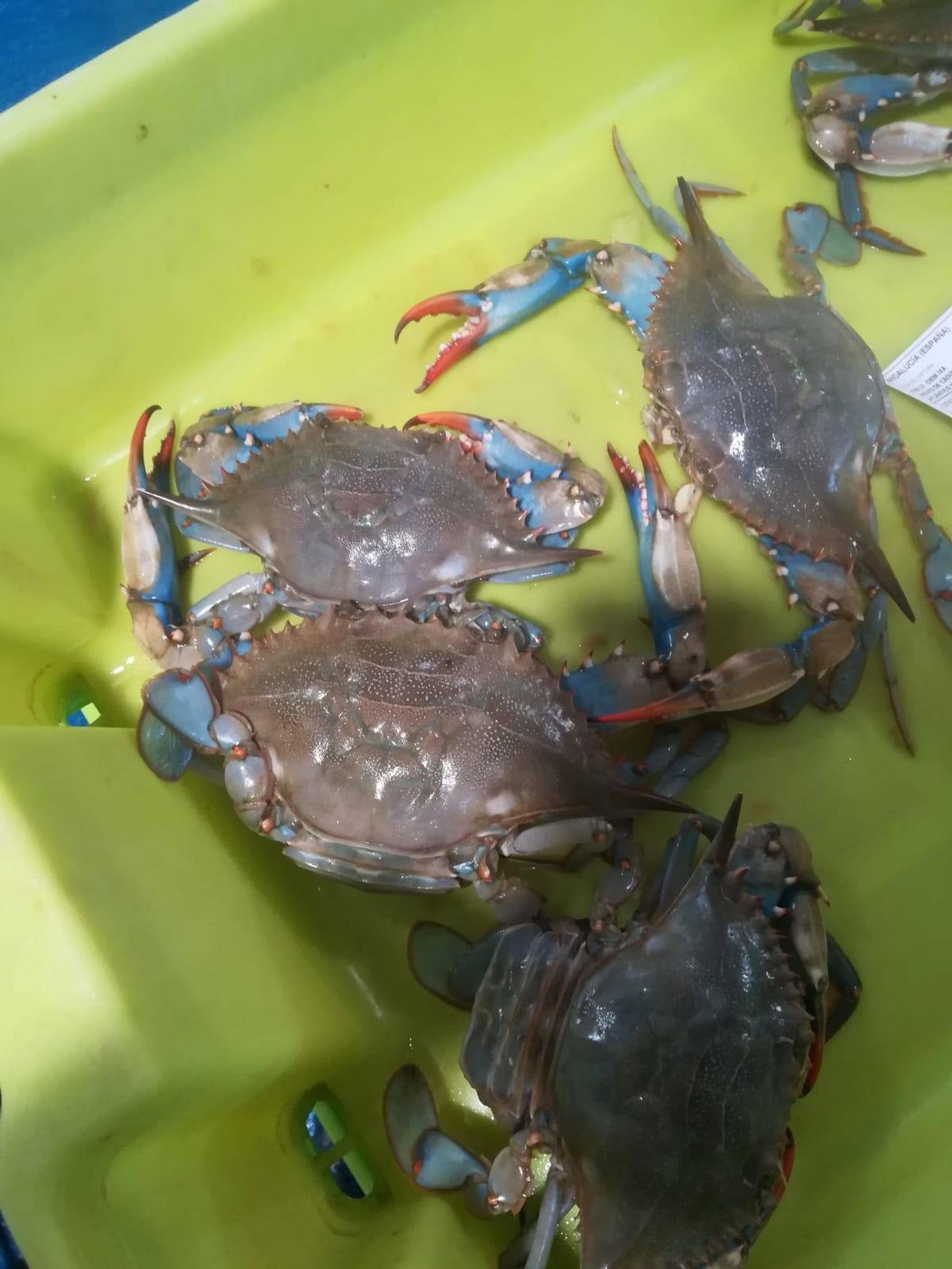 Ejemplares del Cangrejo azul, especie que empieza a abundar en el río.