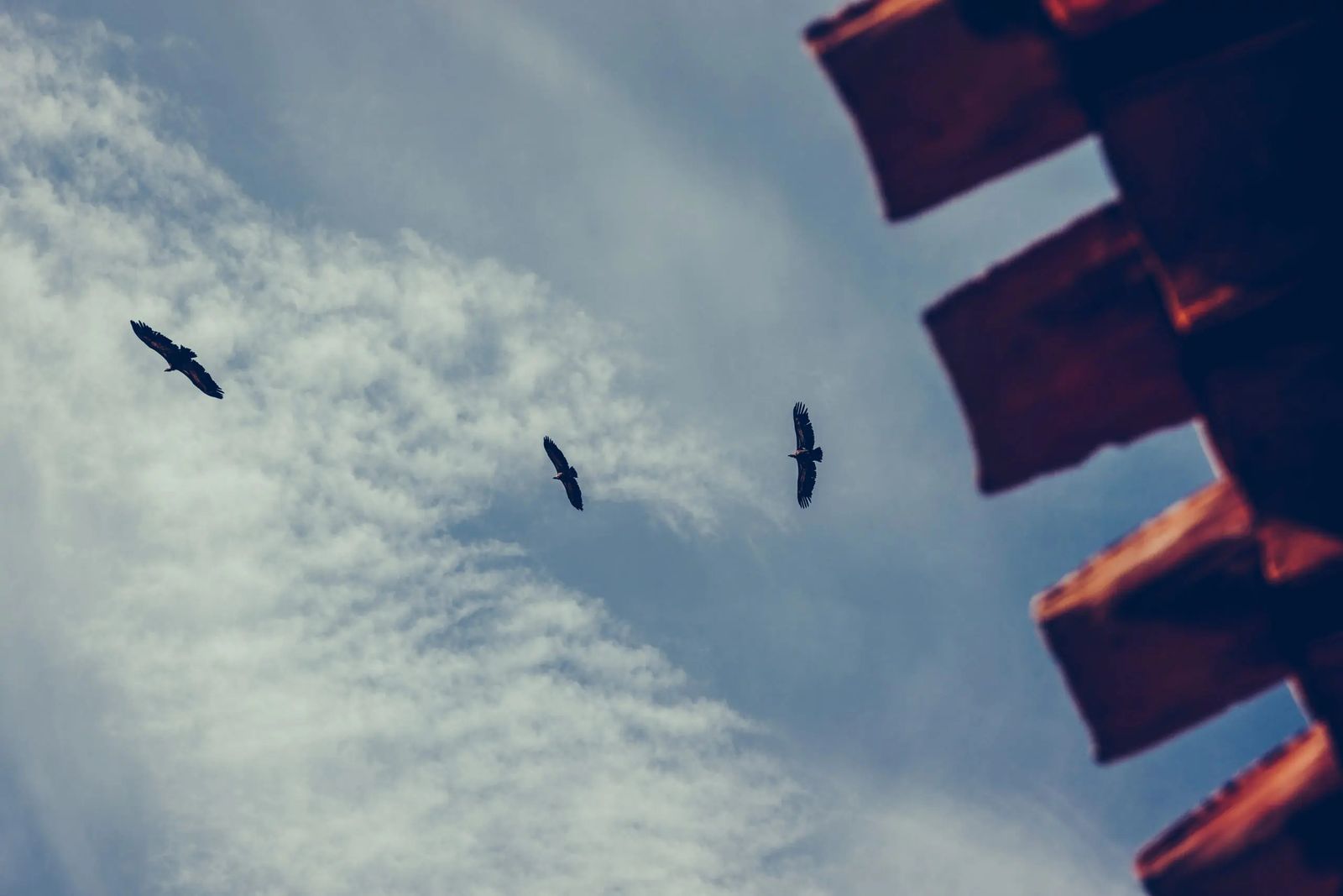 Buitres leonados sobrevolando la Sierra de Segura, una de las zonas con mayor riqueza ornitológica de Andalucía, donde el cielo es parte esencial del espectáculo natural.