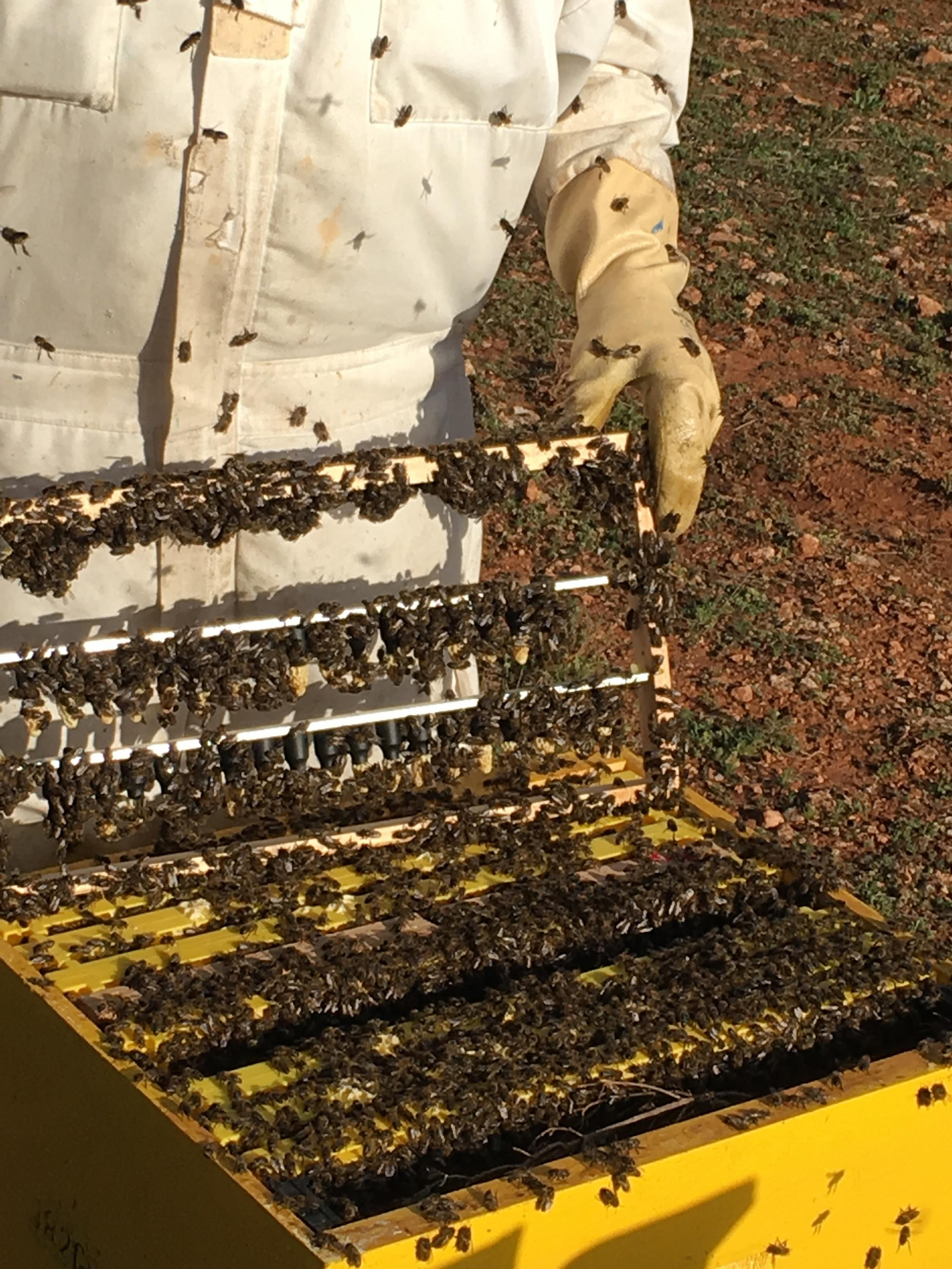 Manipulando las colmenas