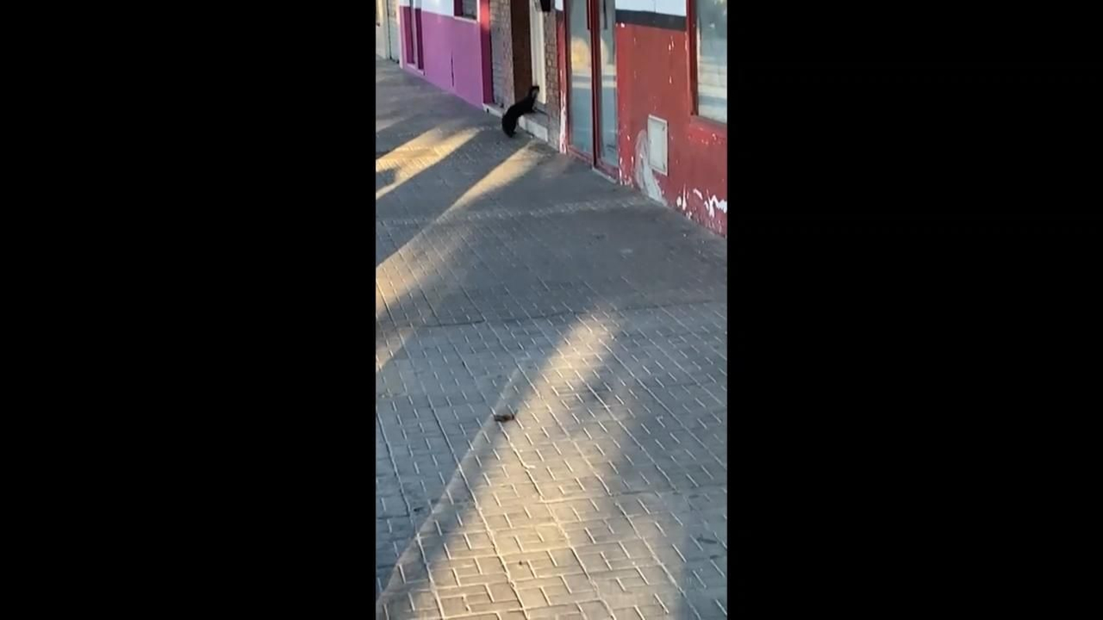 Una nutria deambula por Córdoba. Una nutria deambula por Córdoba.