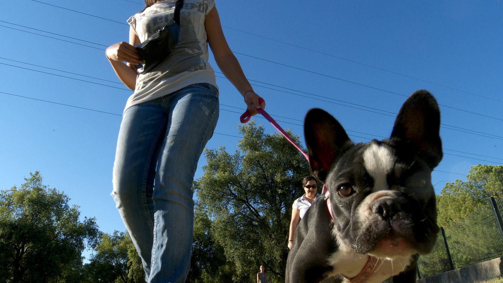 Concienciar sobre el abandono animal y el maltrato es el fin último del Día del Perro en el Alamillo.