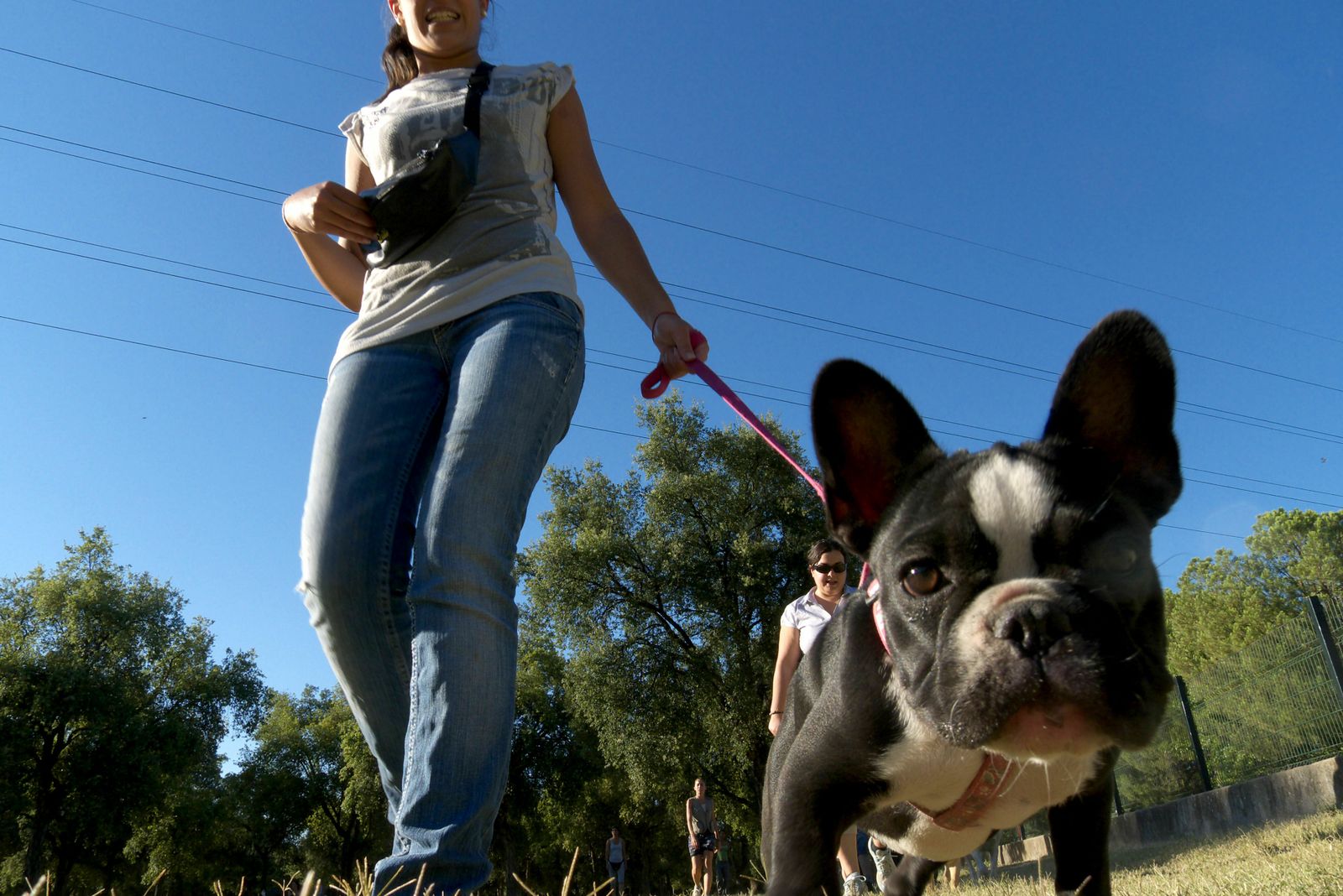 Cuidados para los perros con miedo a los petardos.