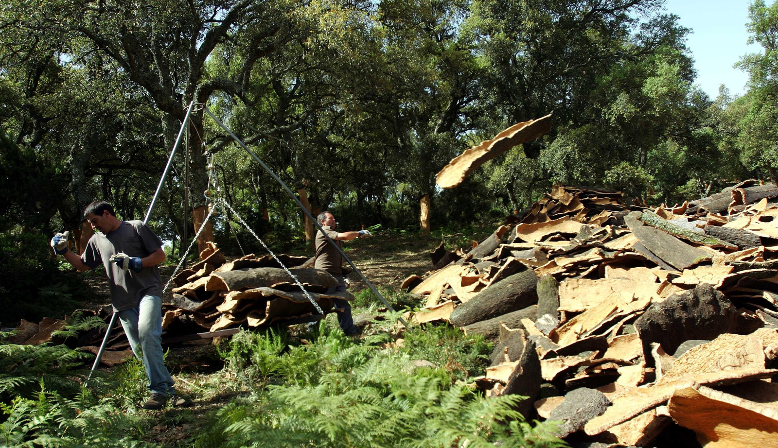 Trabajadores en la recogida del corcho.