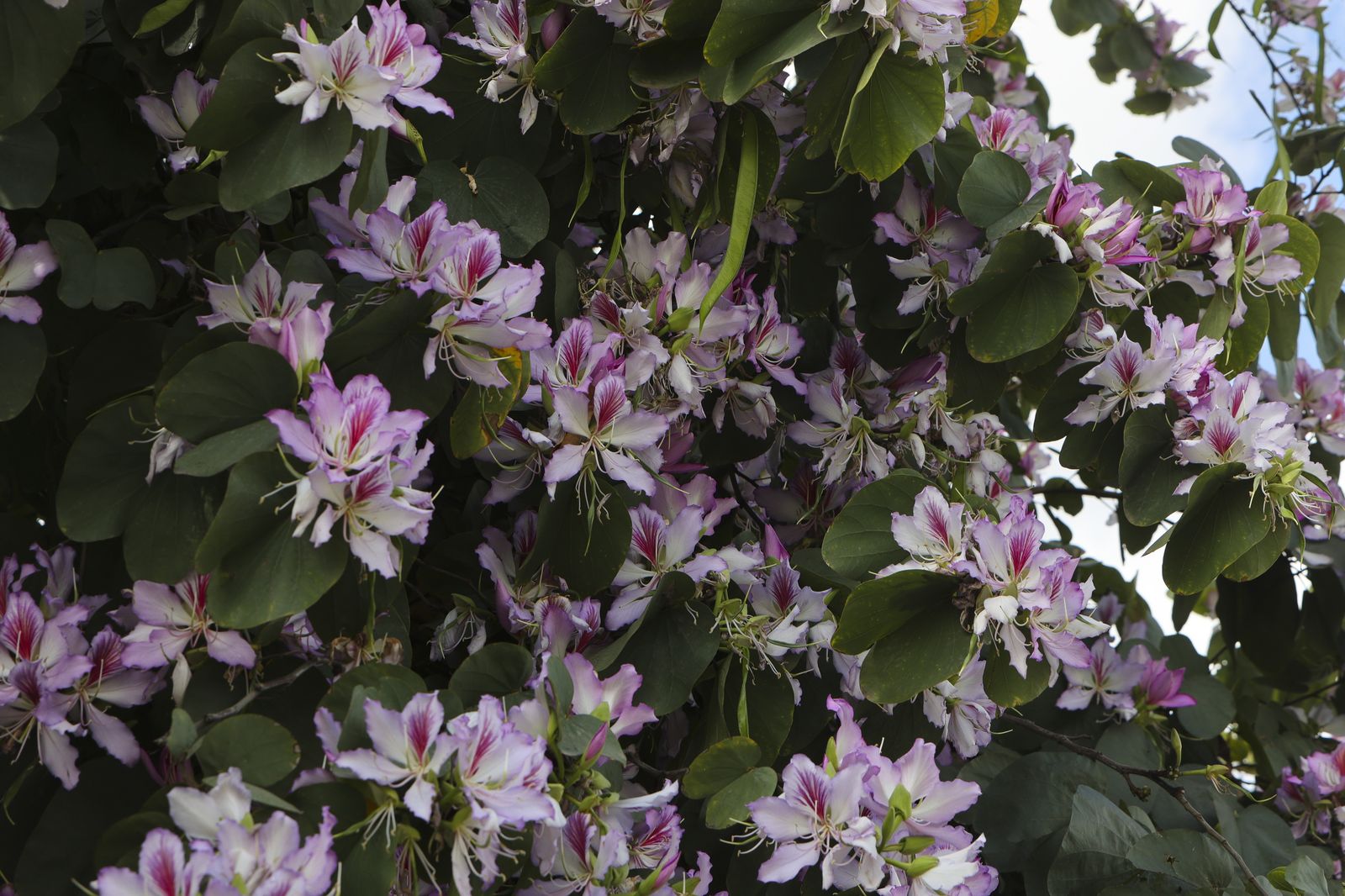 Primavera en Sevilla