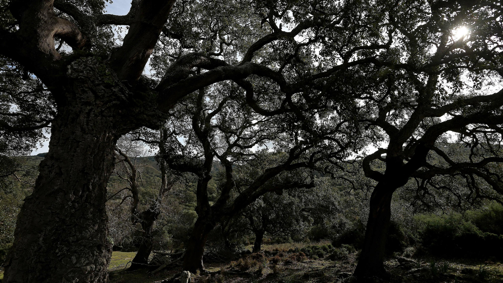 Las mejores fotos de la finca La Almoraima