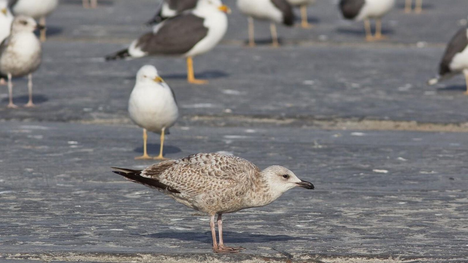 Gaviota argéntea junto a sombrías.