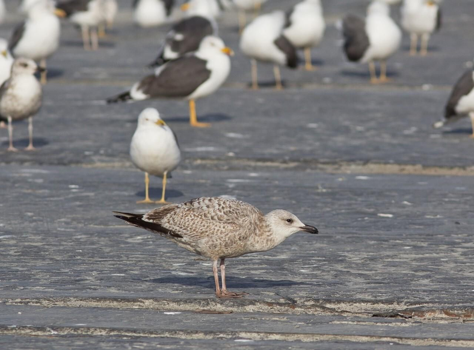 Gaviota argéntea junto a sombrías.