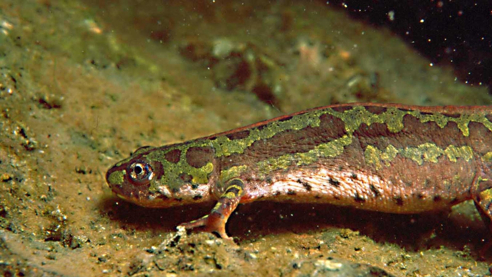Tritón pigmeo (Triturus pygmaeus)