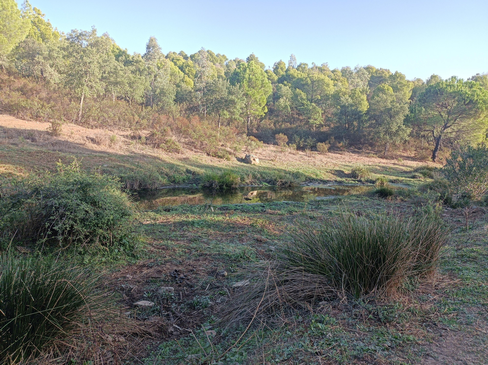 Fotos de la ruta de Los Brezales-Umbría de Santa Fe en el Ronquillo