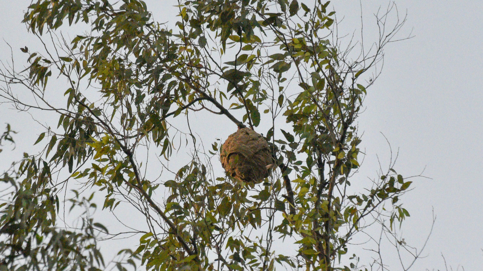 Las fotos de la retirada de un avispero asiático en Los Cortijillos