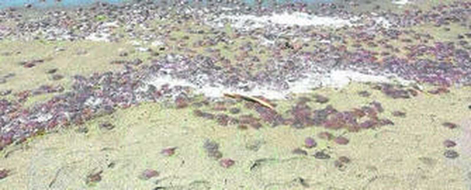 Las medusas varadas en la arena.