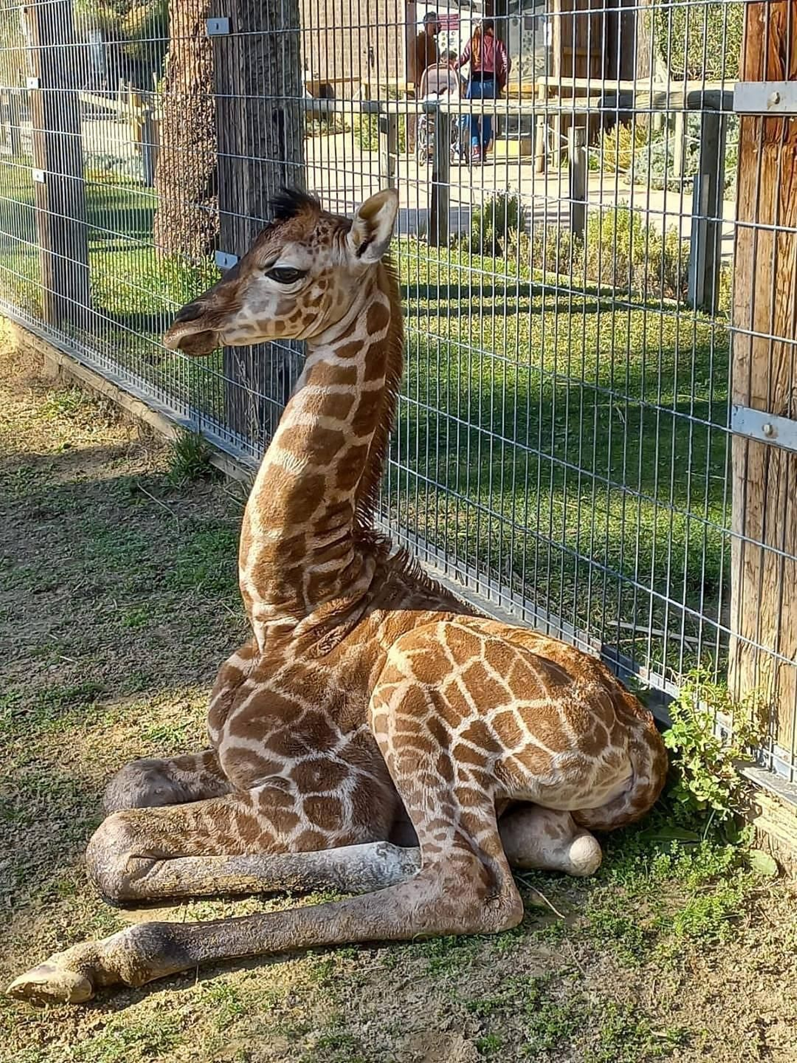 Imagen de la cría de jirafa en el Zoo de Jerez. Imagen de la cría de jirafa en el Zoo de Jerez.