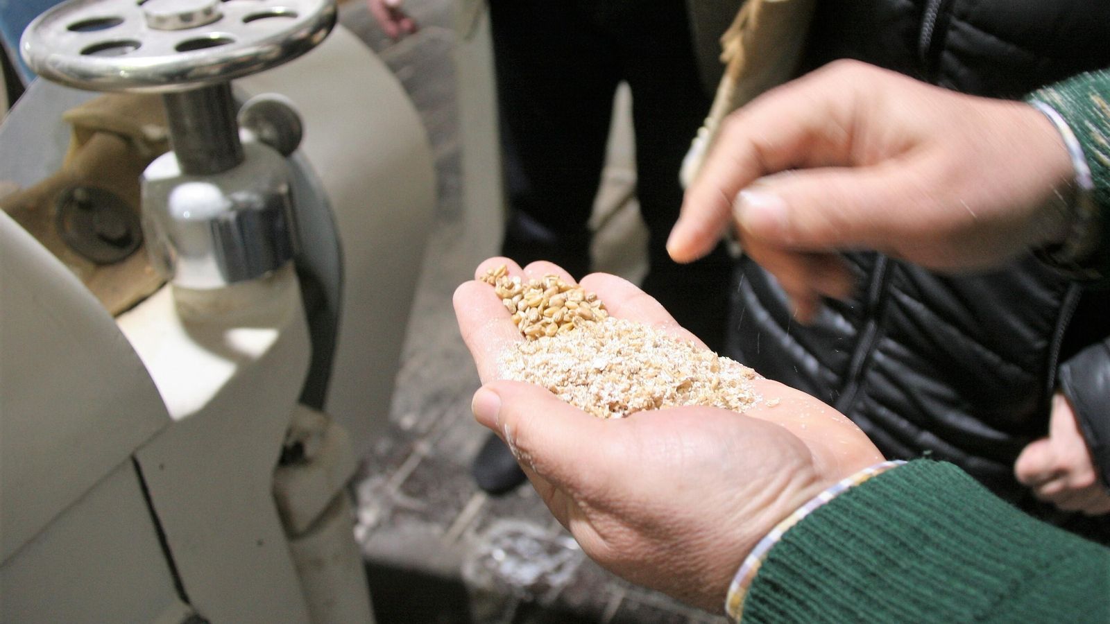 Trigo en grano junto al resultado de la  primera molienda.