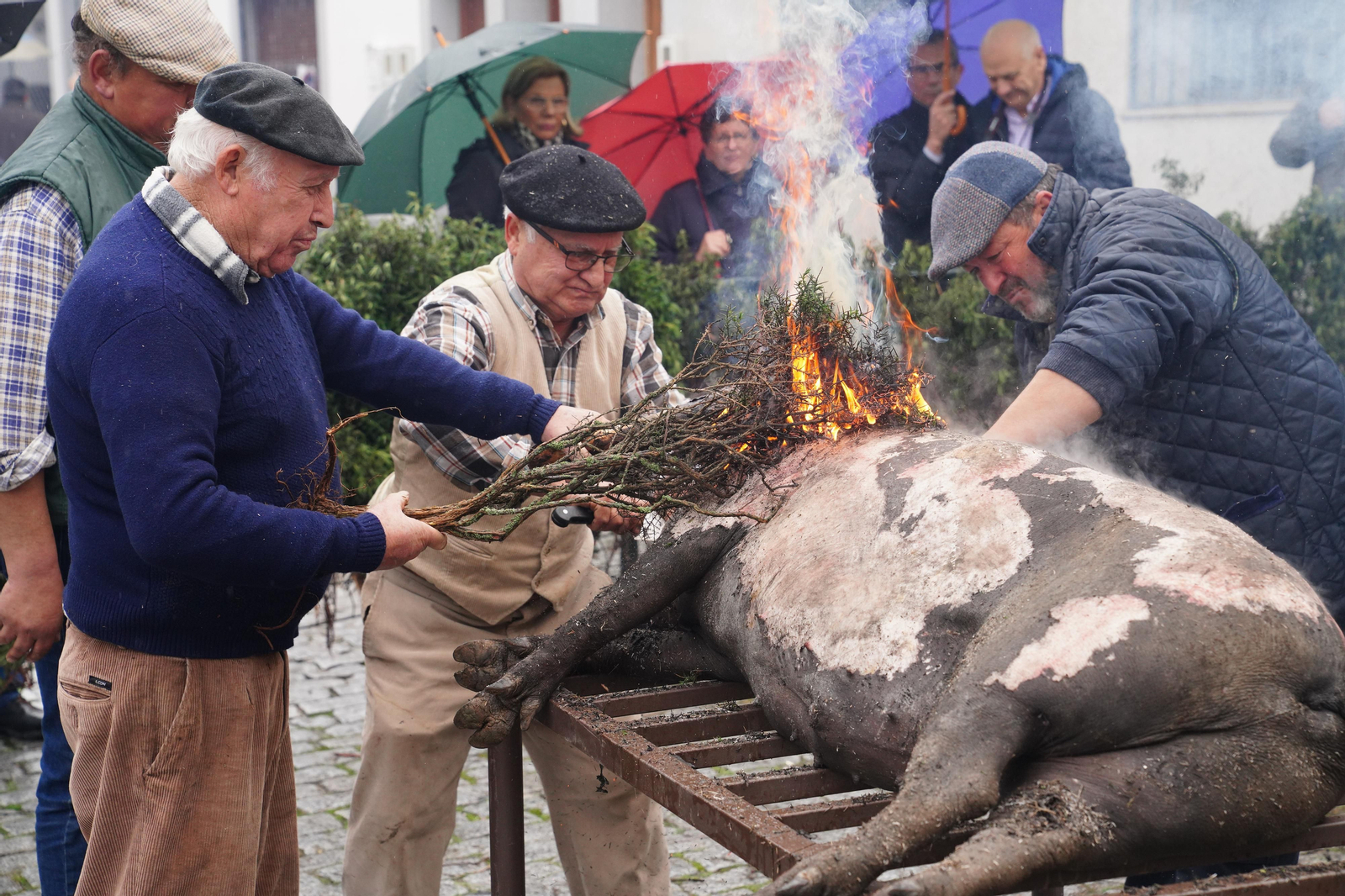 La Fiesta de la Matanza de Alcaracejos, en imágenes