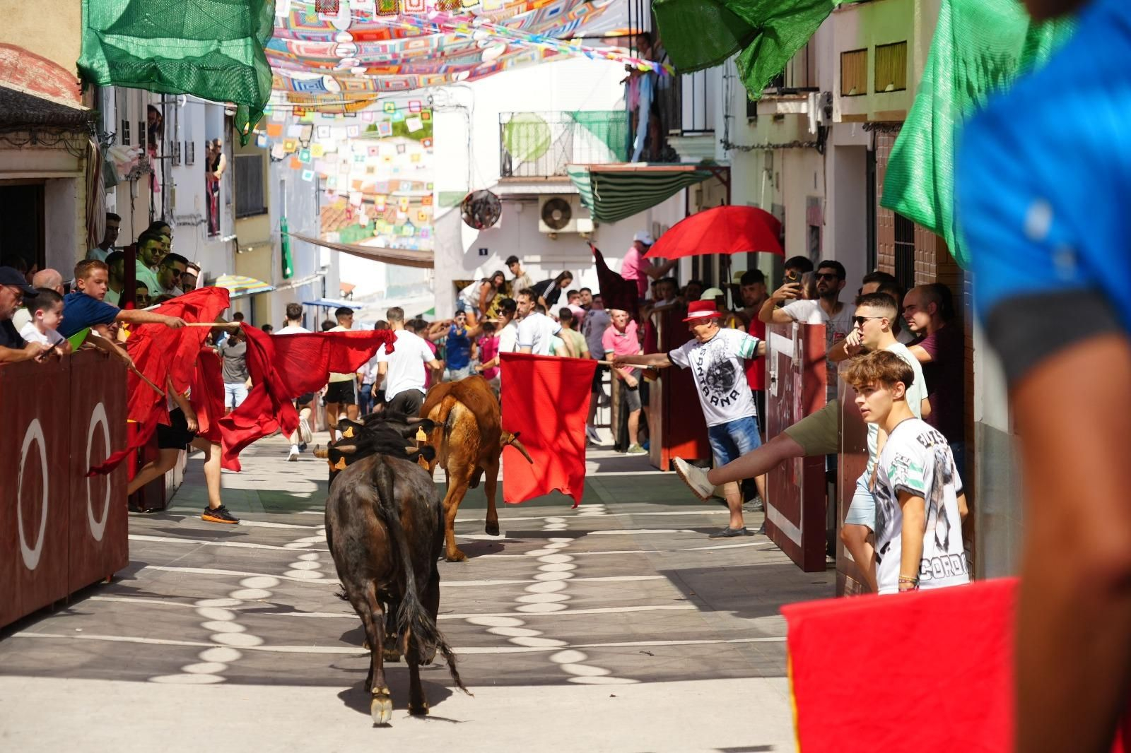 El encierro de vaquillas de El Viso, en imágenes
