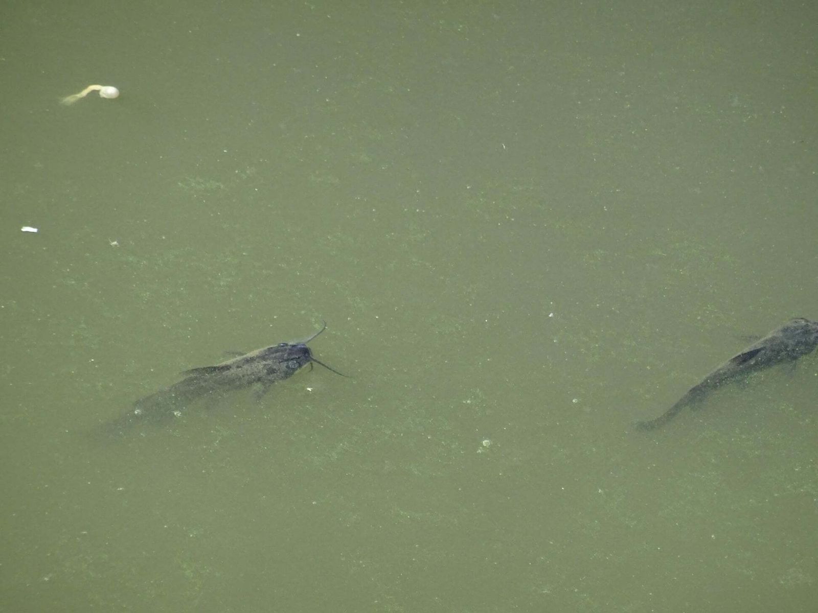 La Laguna de la Mejorada se seca