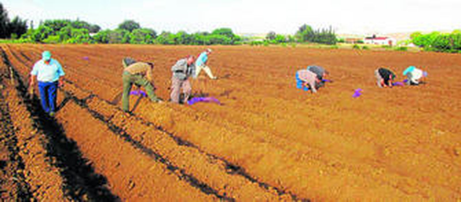 Una finca en Arcos cosechará en febrero de 2014 las dos primeras hectáreas de espárrago blanco, soporte para que la firma holandesa haya decidió instalarse en la zona, tras los resultados.