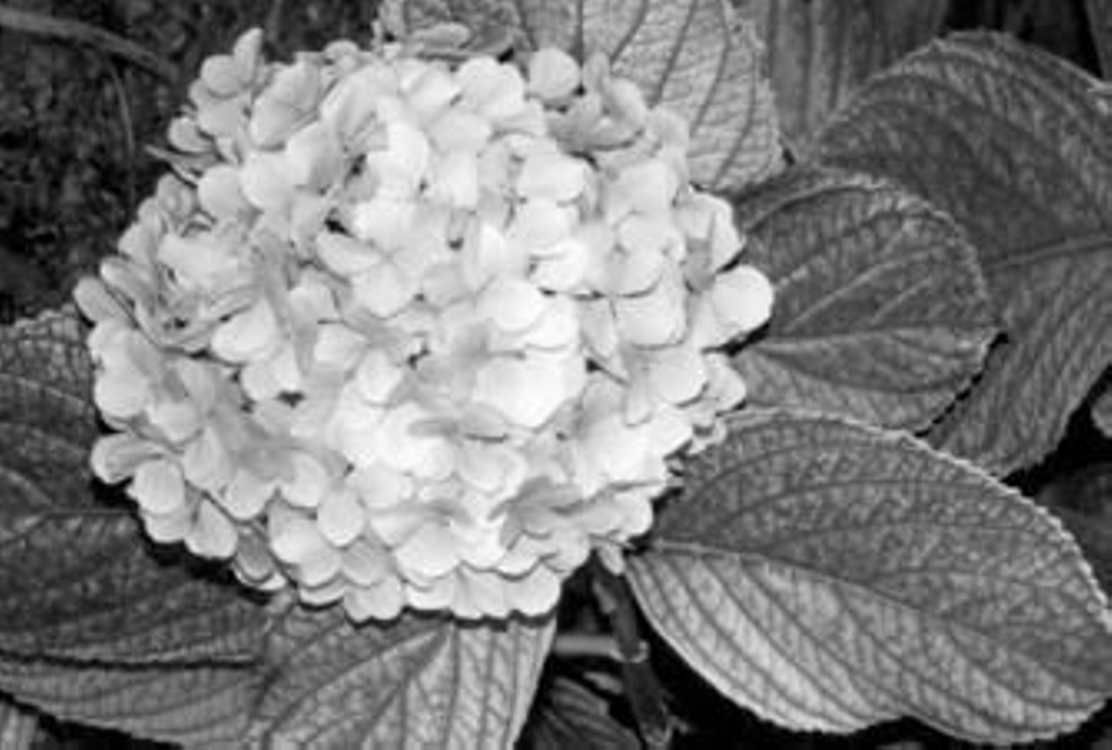 La superstición atribuye riesgos a algunas plantas