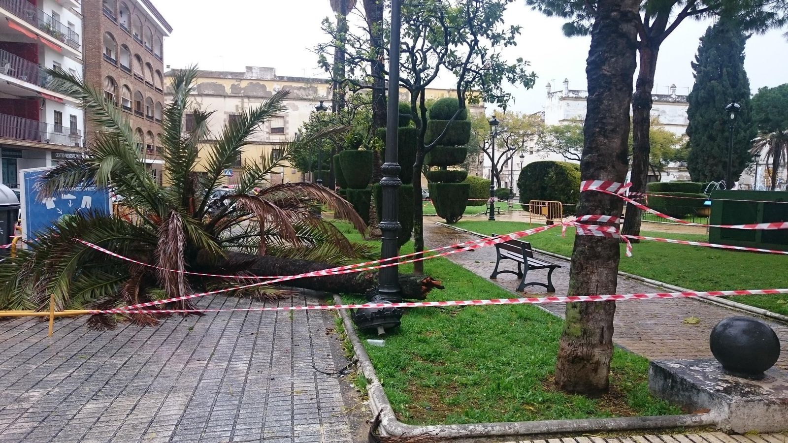 El viento derriba una palmera de             El Polvorista