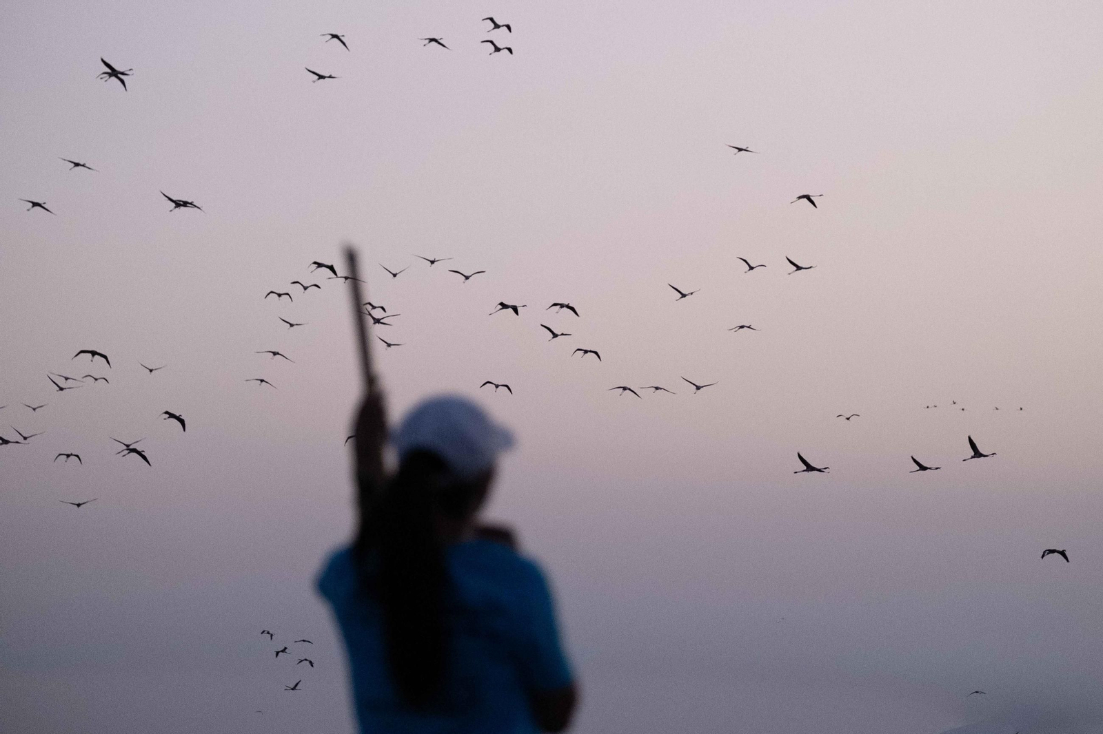 Anillamiento de flamencos en la Laguna de Fuente de Piedra, en imágenes