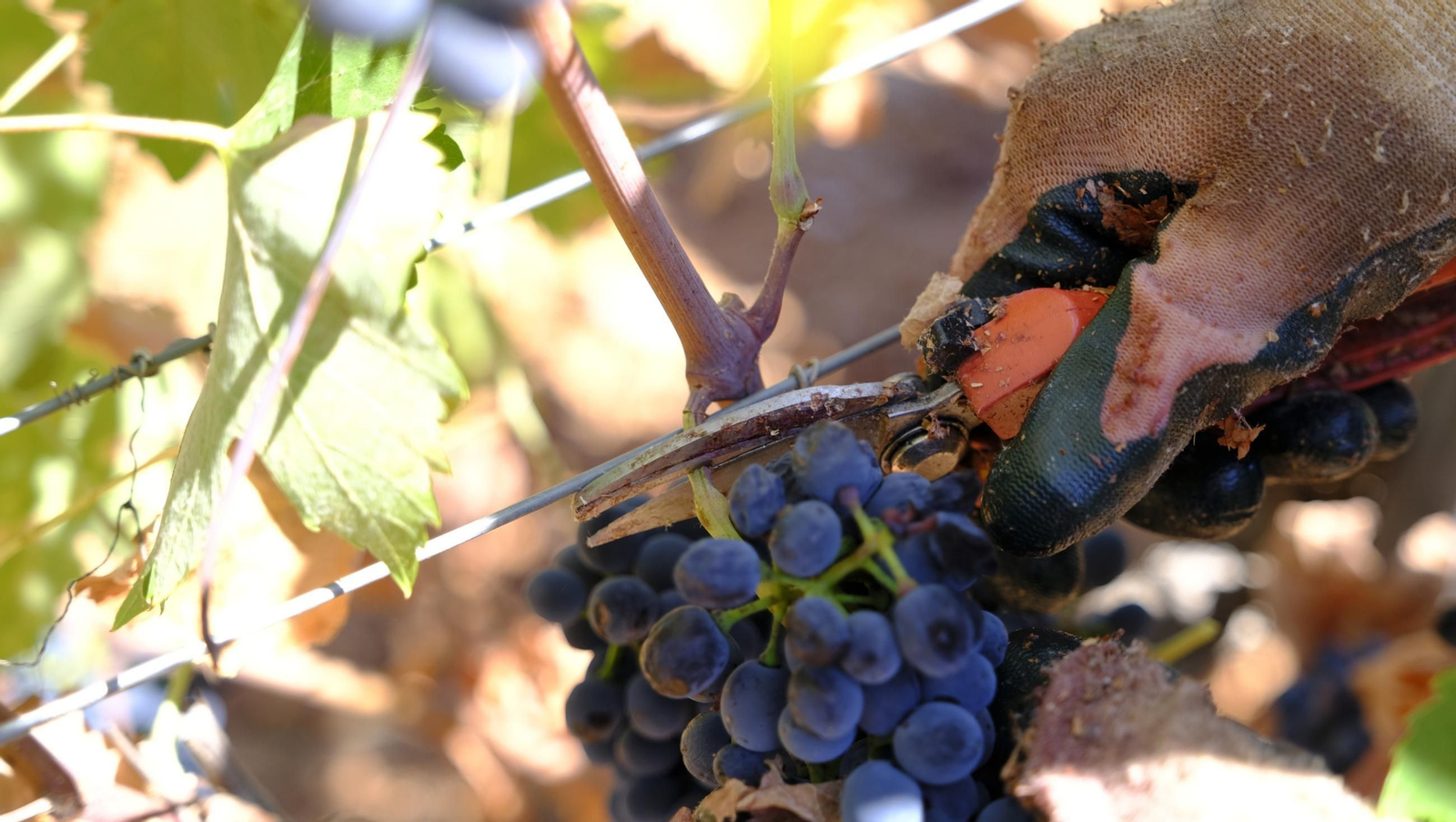 Las imágenes de la vendimia en la zona de Laujar de Andarax