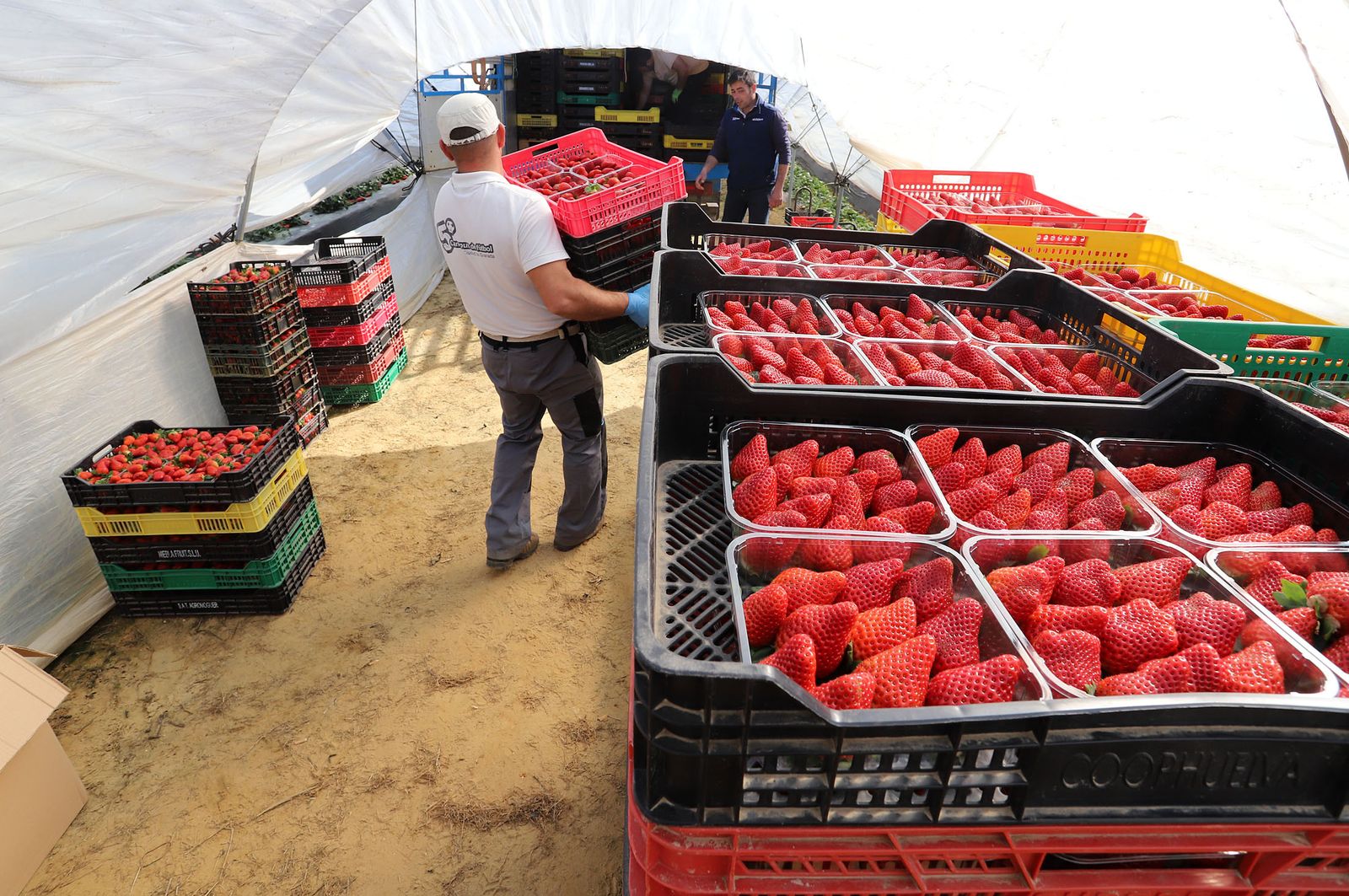 Recogida de fresas de una finca en la localidad de Bonares.