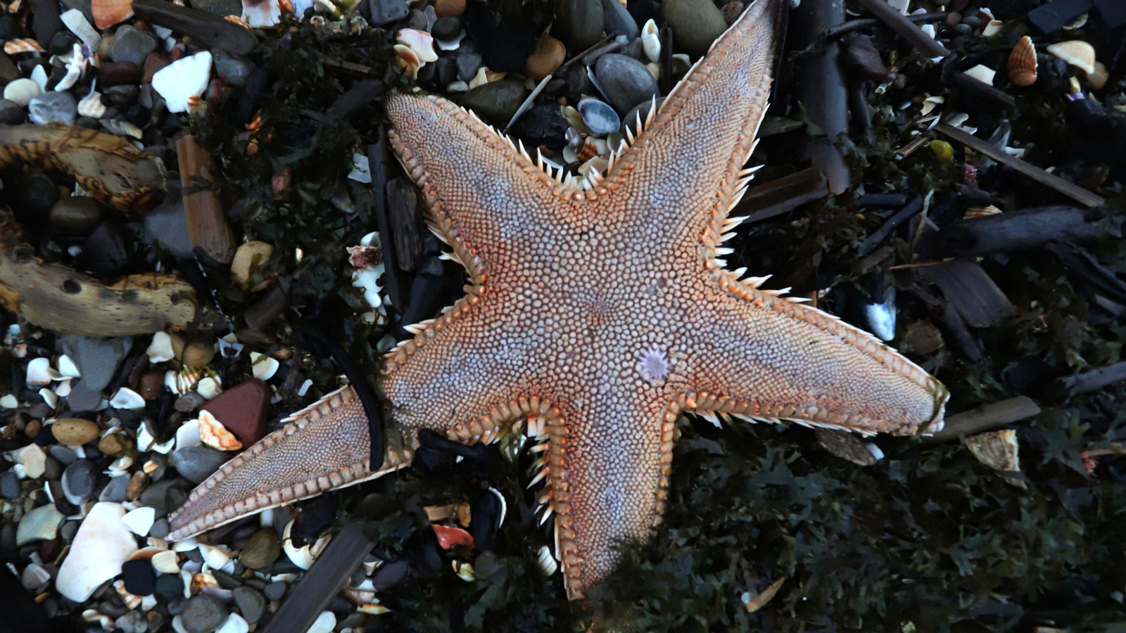 El alga invasora cubre de nuevo la playa de Getares