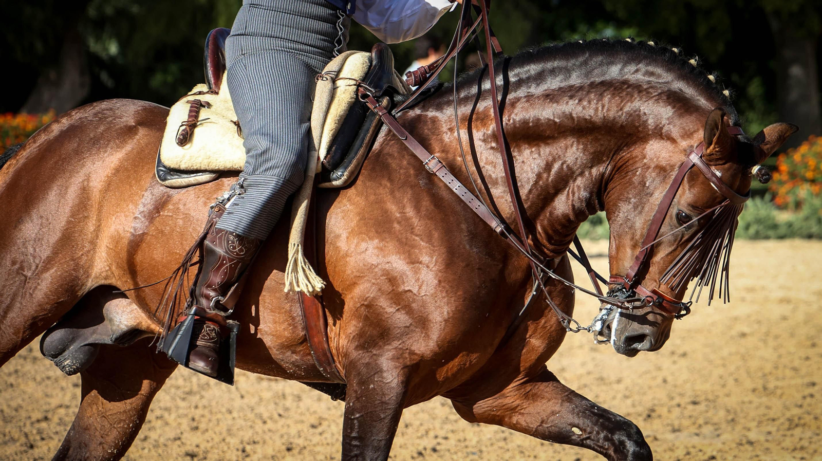 Campeonato de España de Doma Vaquera en Jerez