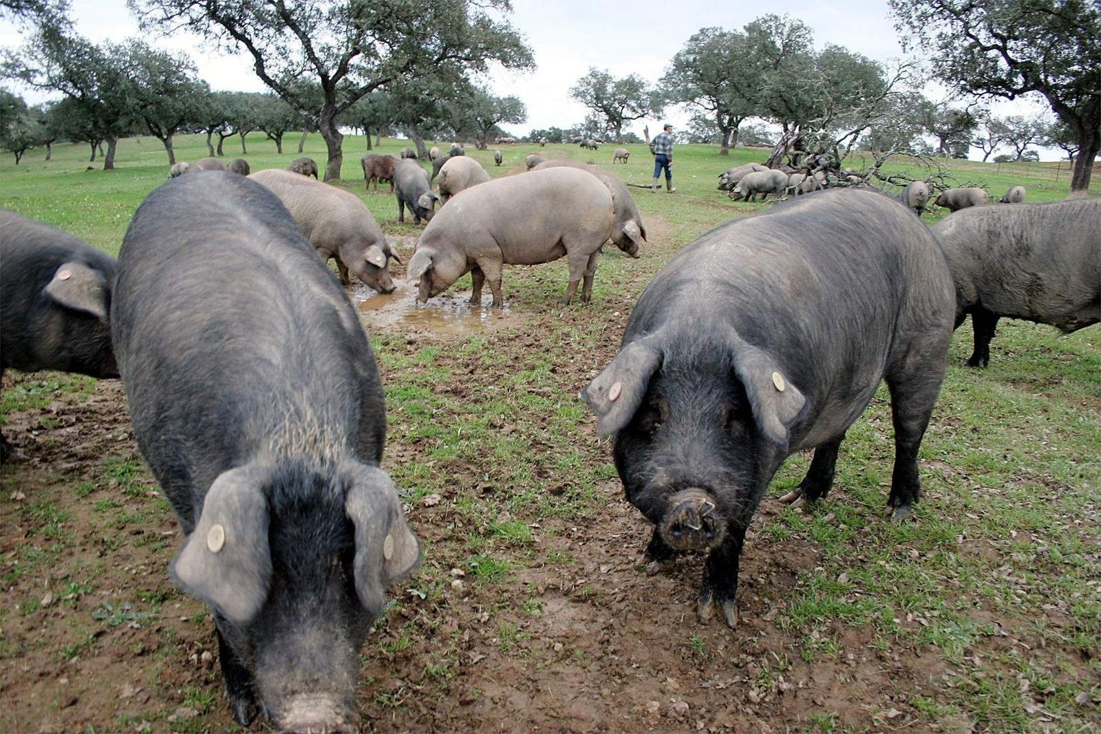 Cerdos "Made in DOP Jabugo"