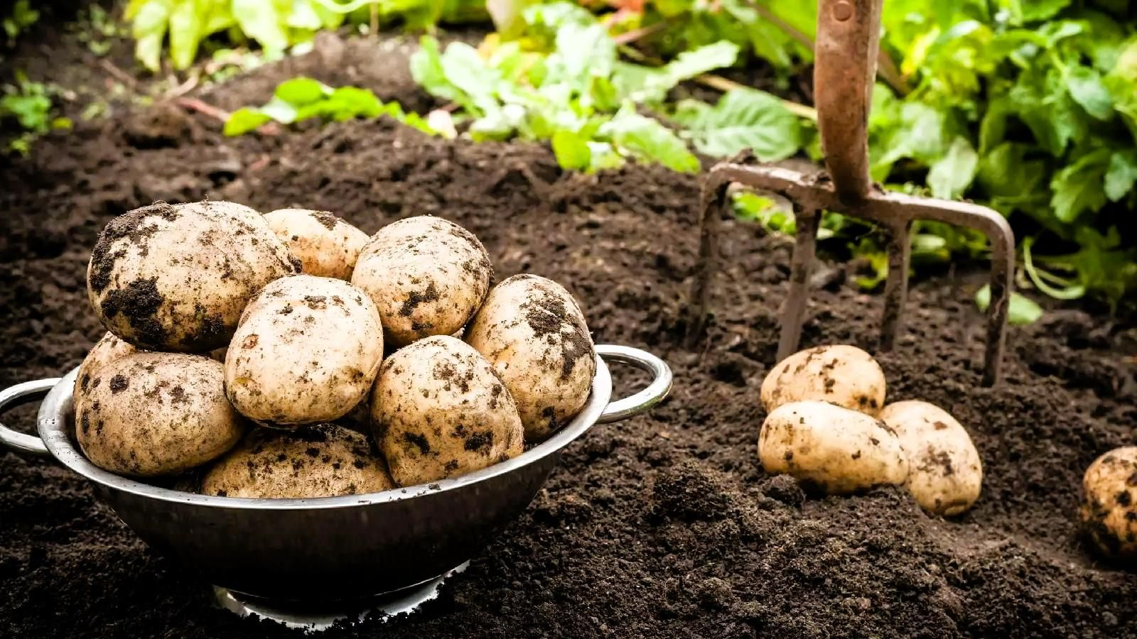 Cultivo de patatas.