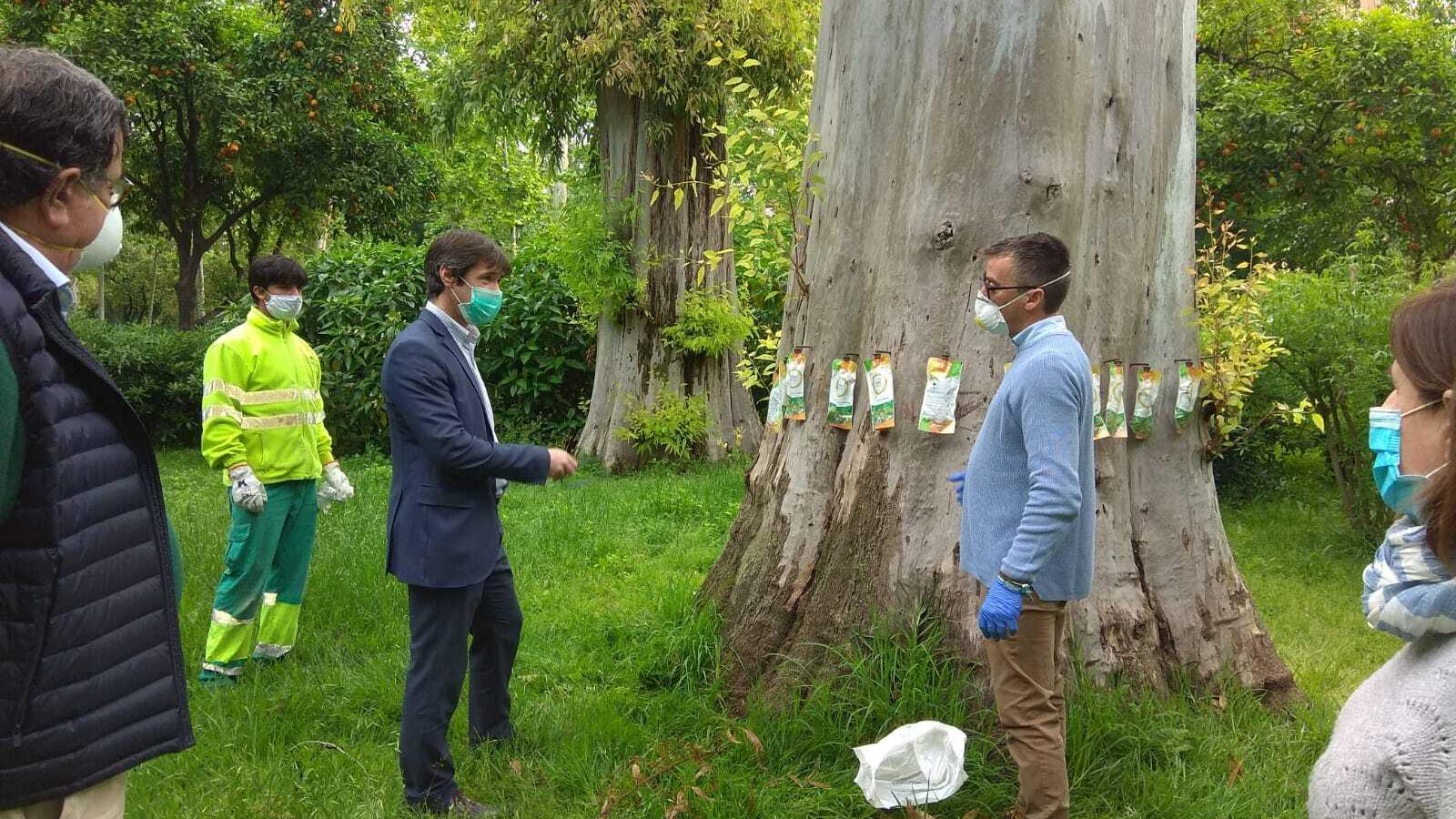 Los responsables de Parques y Jardines observan el tratamiento dado a un eucalipto.
