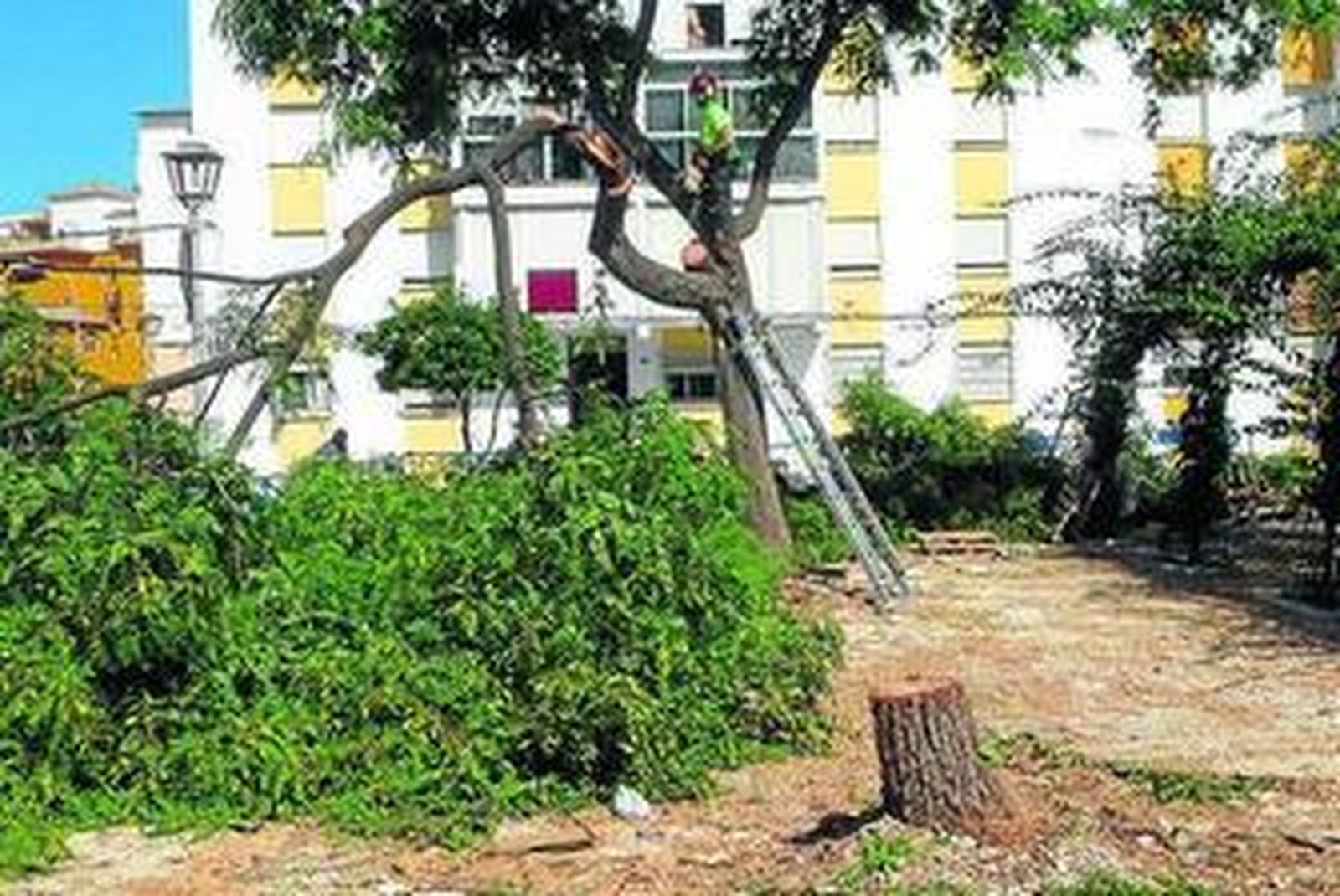 Los operarios de Medio Ambiente, durante la tala de los árboles.