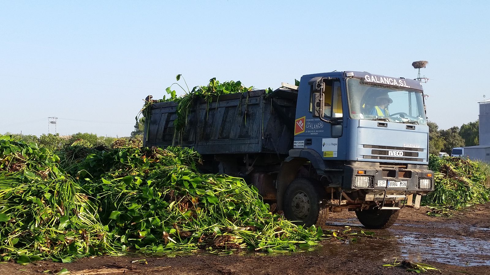 Un camión recoge toneladas de camalote del embalse de Montijo.