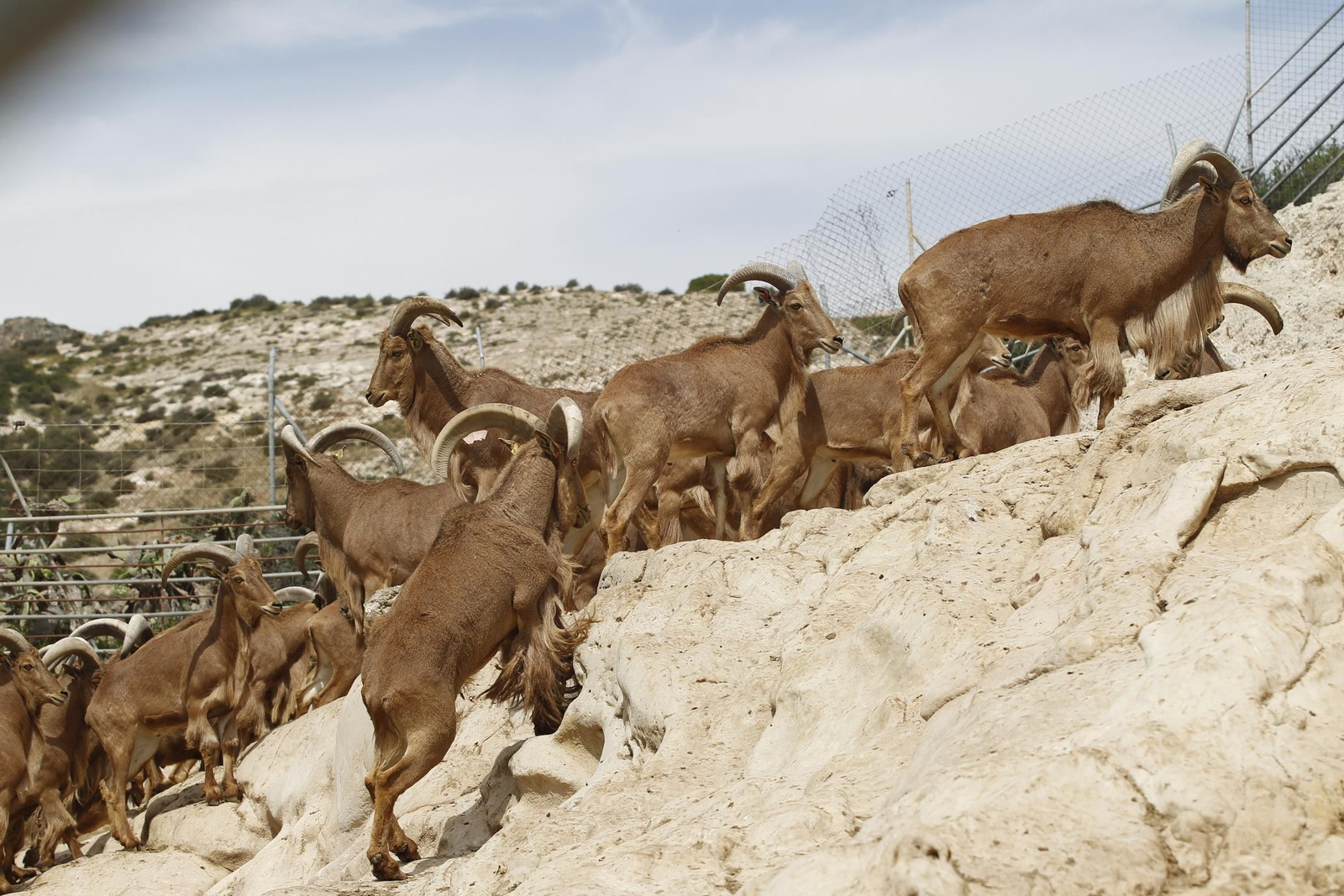 Ejemplares dentro de la finca experimental del CSIC