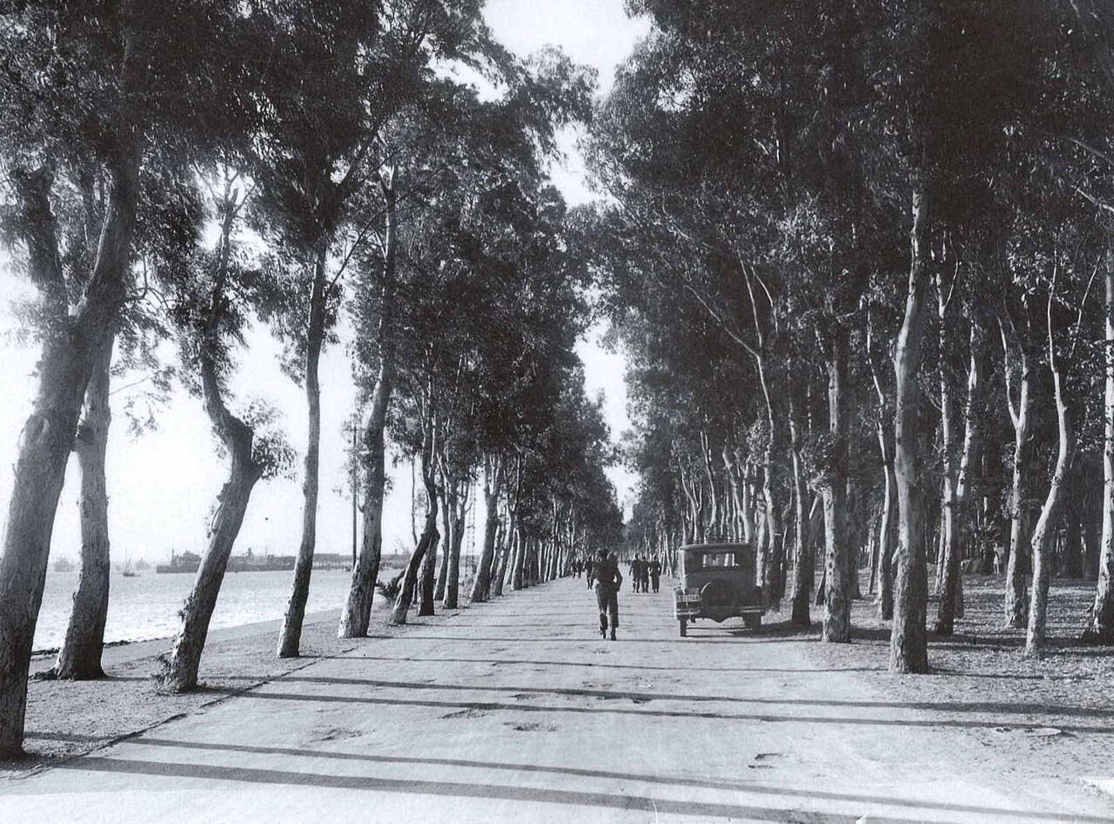 Los eucaliptos del paseo de la Punta del Sebo Los eucaliptos del paseo de la Punta del Sebo