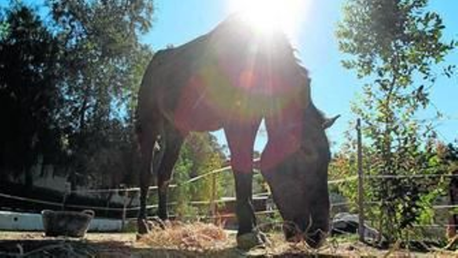 La gala benéfica se celebrará en el interior del Restaurante La Plaza situado en la céntrica Plaza de la Merced. Todos los fondos que se recauden en la cena irán destinados de manera íntegra  al cuidado de los caballos.