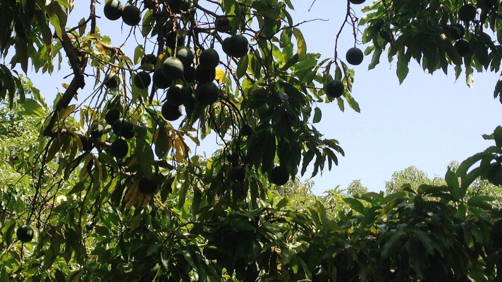 Aguacates en una plantación de la comarca axárquica.