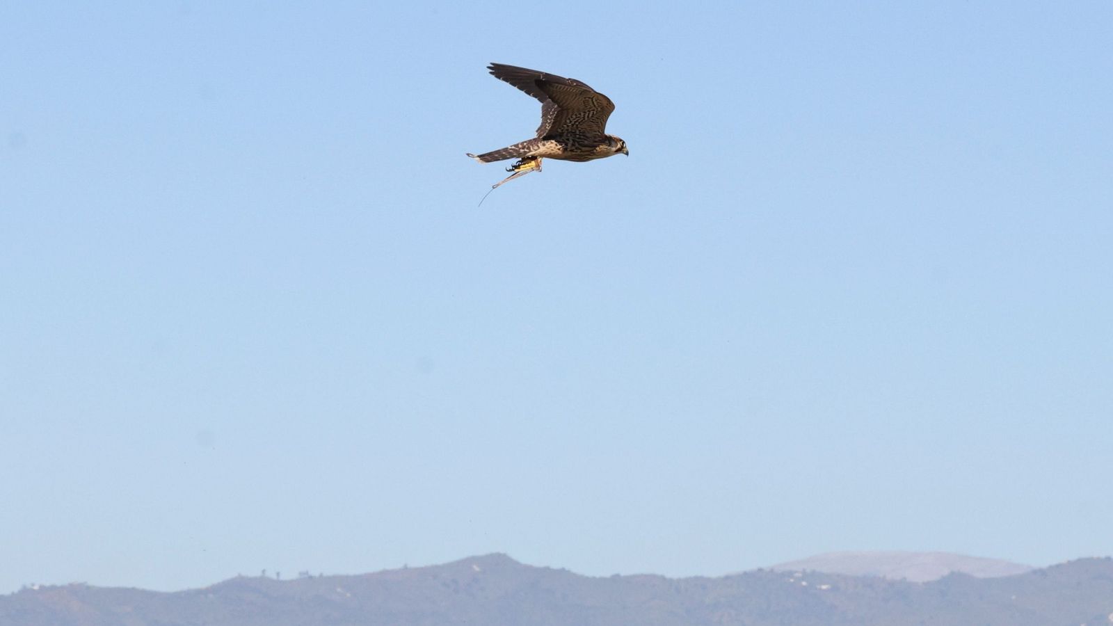 Halcones  y águilas vigilan diariamente el Aeropuerto  de Málaga para facilitar la labor a los pilotos