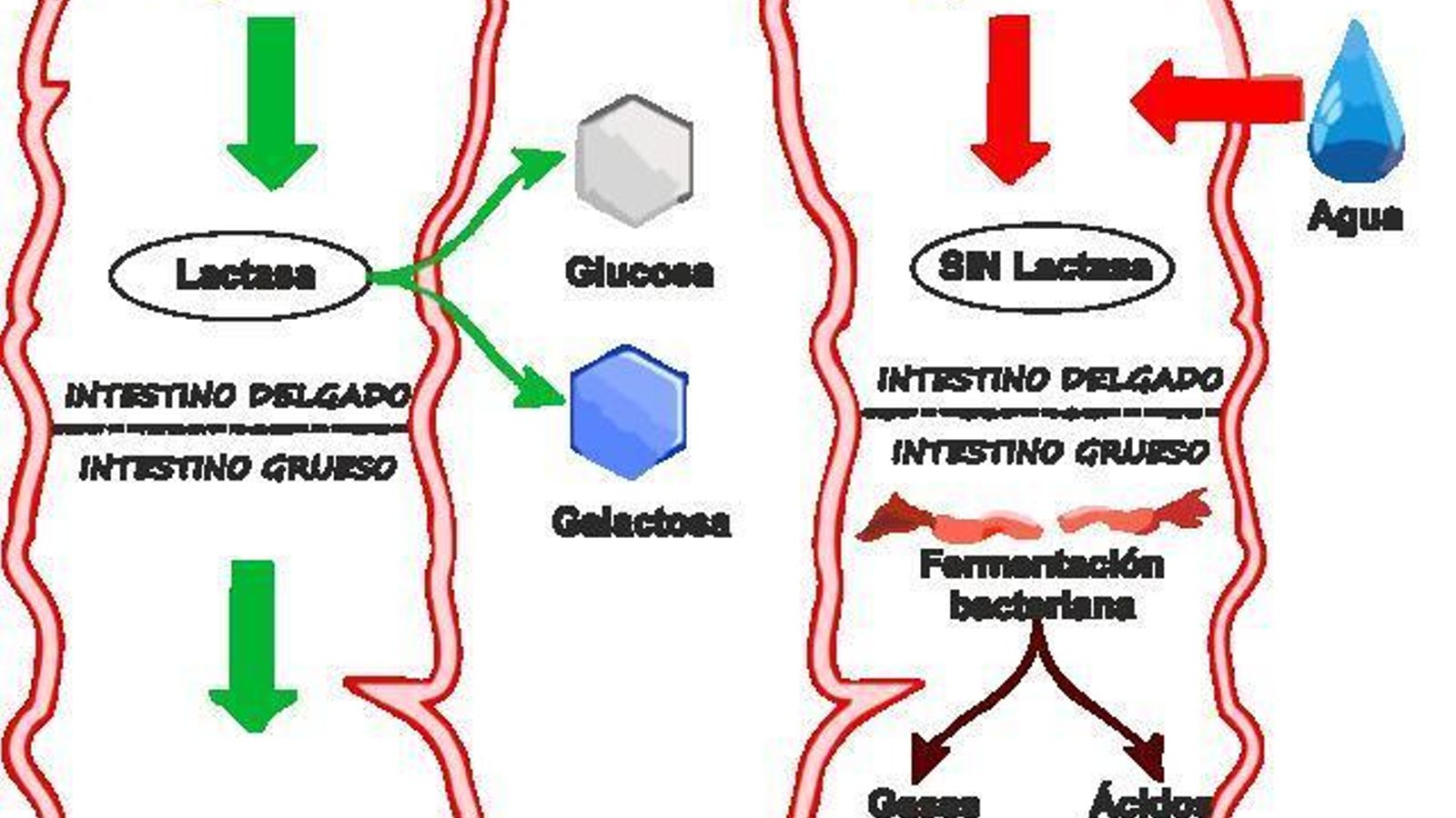 Esquema de la acción del enzima lactasa sobre la lactosa o azúcar de la leche Esquema de la acción del enzima lactasa sobre la lactosa o azúcar de la leche