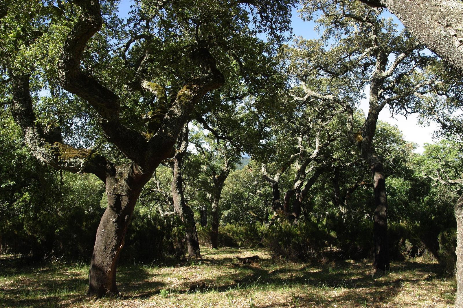Alcornocal en la Sierra onubense.