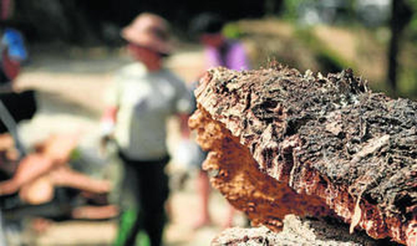 El corcho puede ser el causante de una de las pesadillas de cualquier bodeguero, el TCA o el "olor a corcho".
