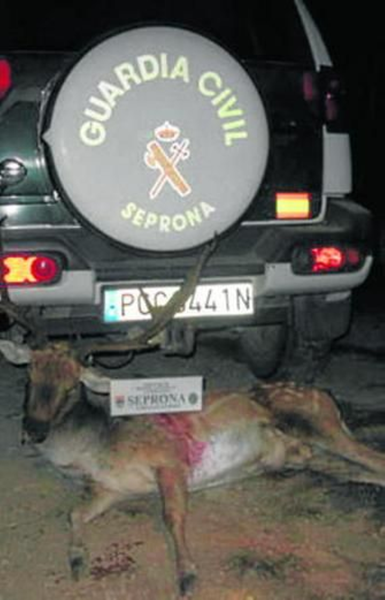 Imagen del gamo intervenido por los agentes del Seprona.