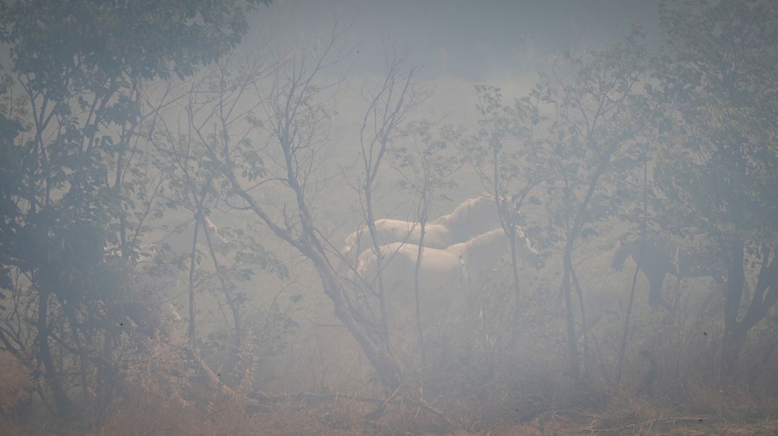 Así fue la salvación de las llamas de una manada de caballos en La Teja