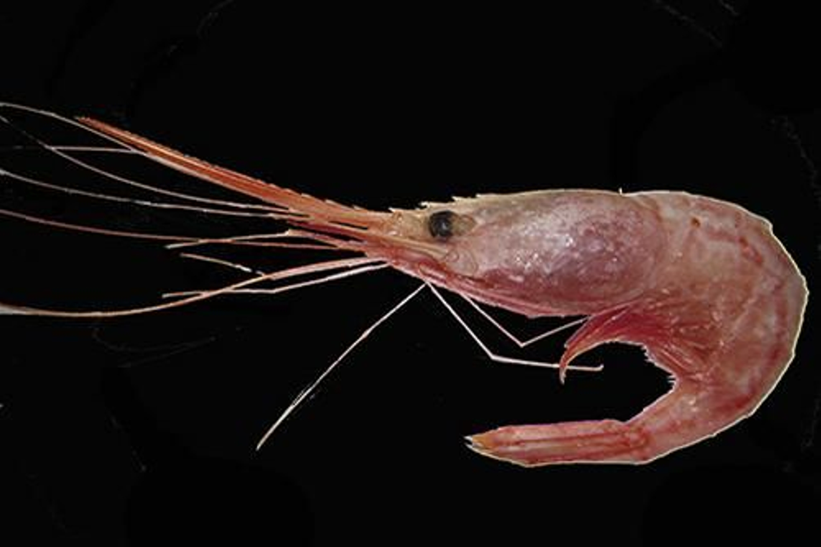 Plesionika edwardsii. Plesionika edwardsii.