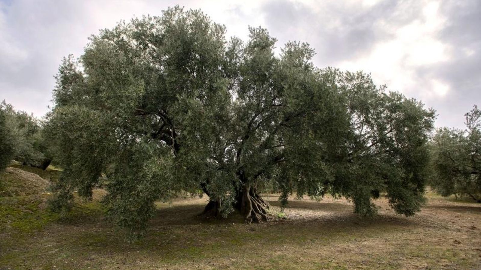 El olivo centenario de Estaca Grande en Martos. El olivo centenario de Estaca Grande en Martos.