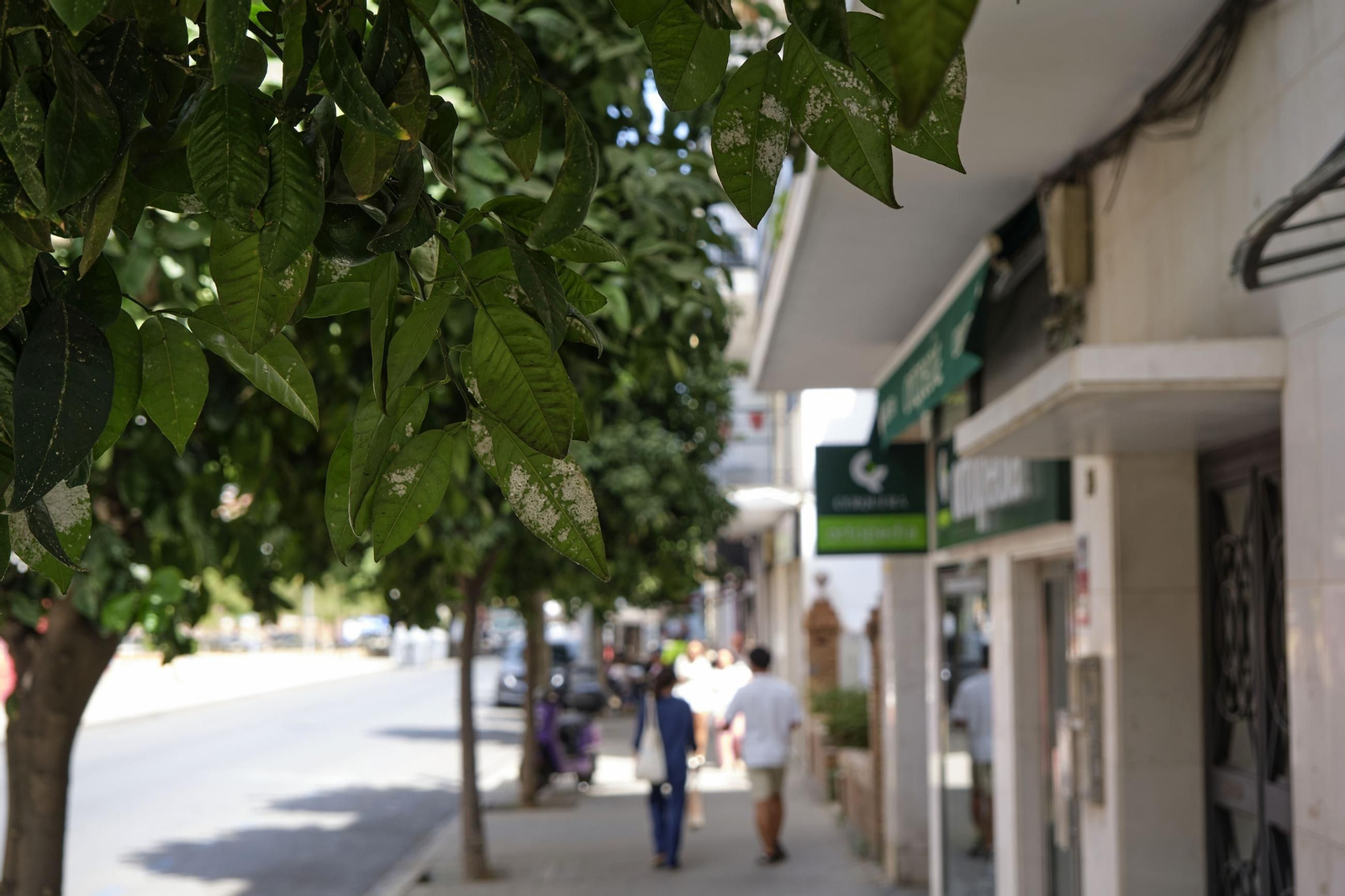 Así están los naranjos de Sevilla