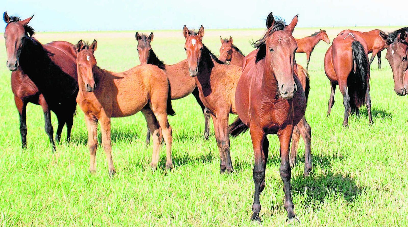 Caballos salvajes en las marismas del río Guadalquivir.