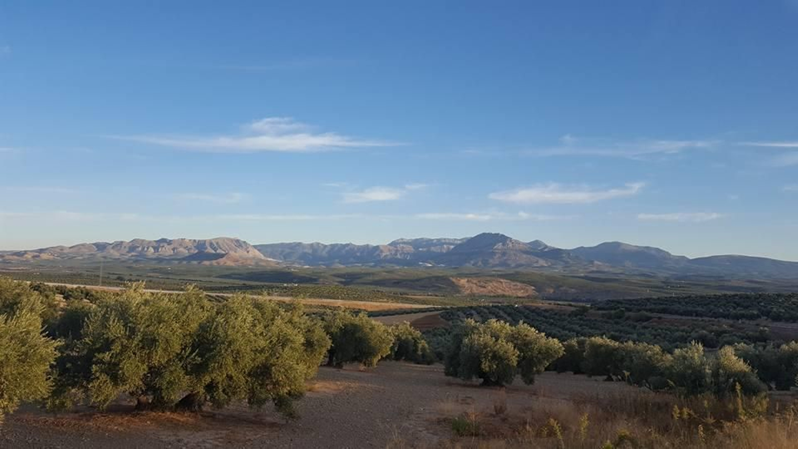 Las instalaciones están rodeadas de campos de olivar.