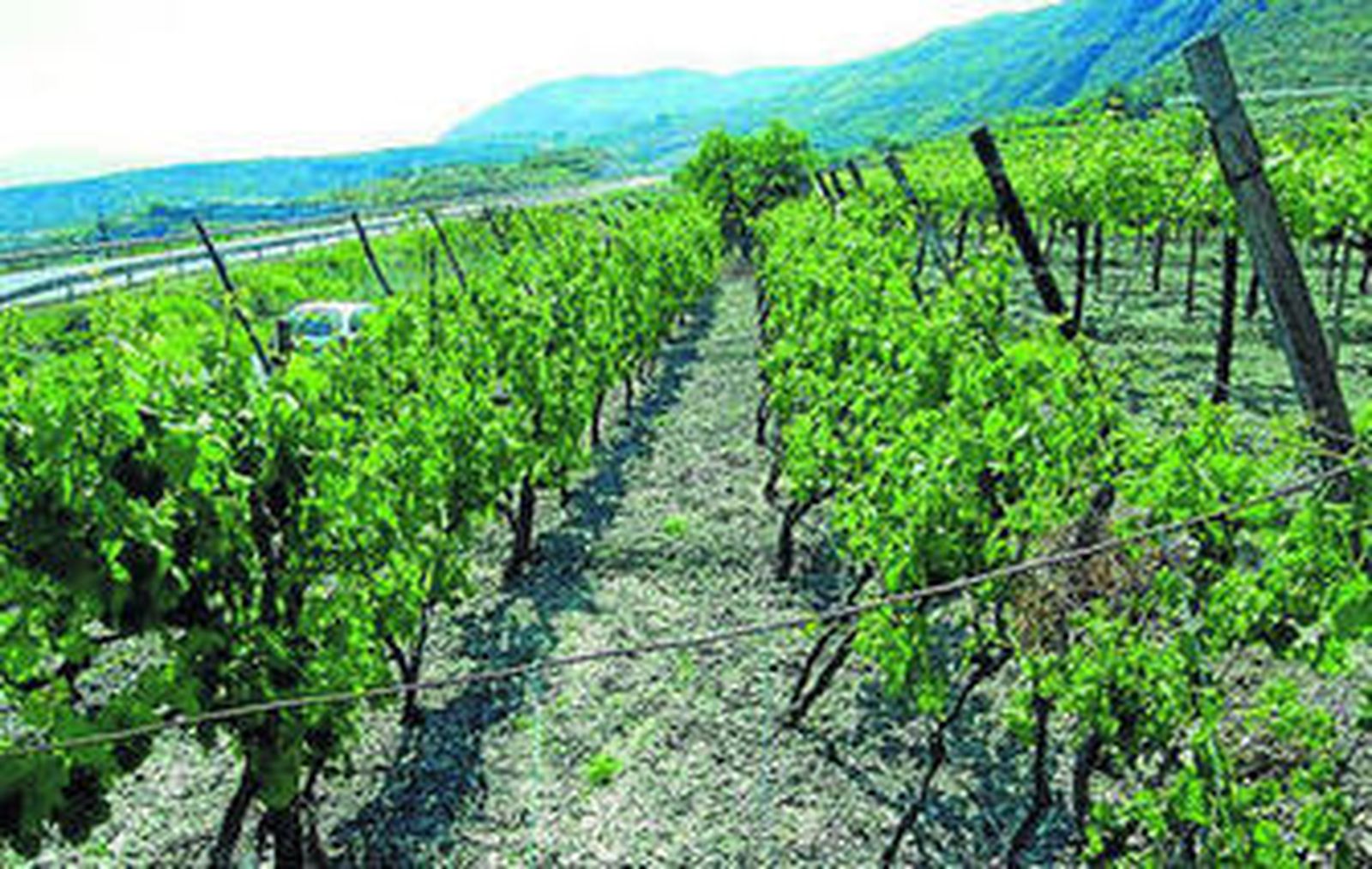 Vides en Alhama de Almería.