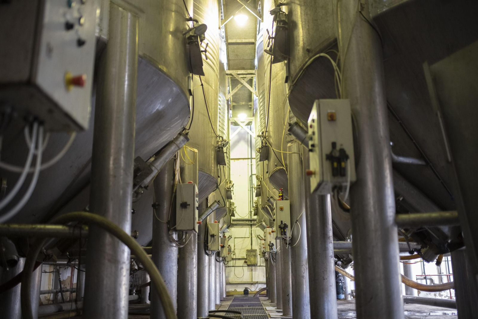 Imágenes de la vendimia en el Condado de Huelva